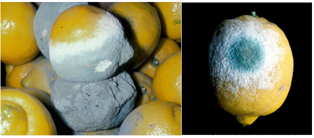 Limonda Yeşil Küf.png